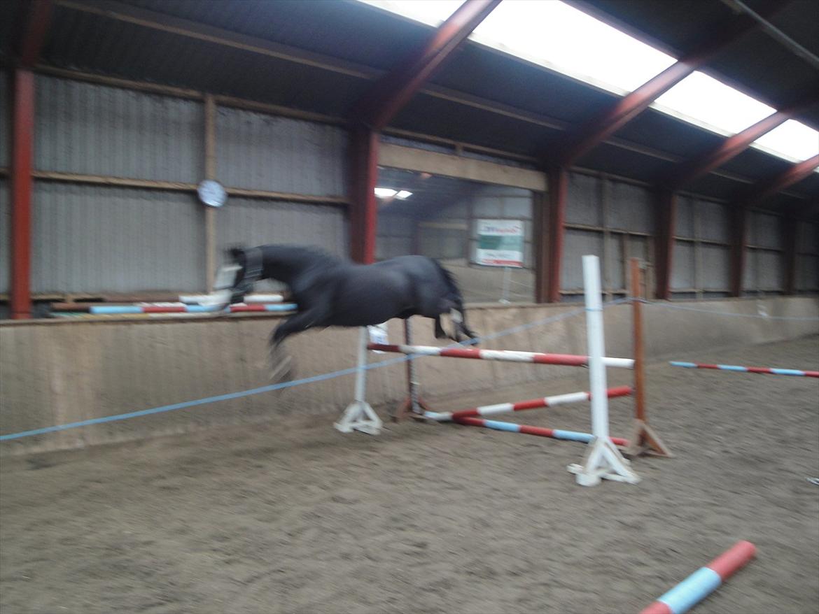 Dansk Varmblod Nelly Møllegård billede 12