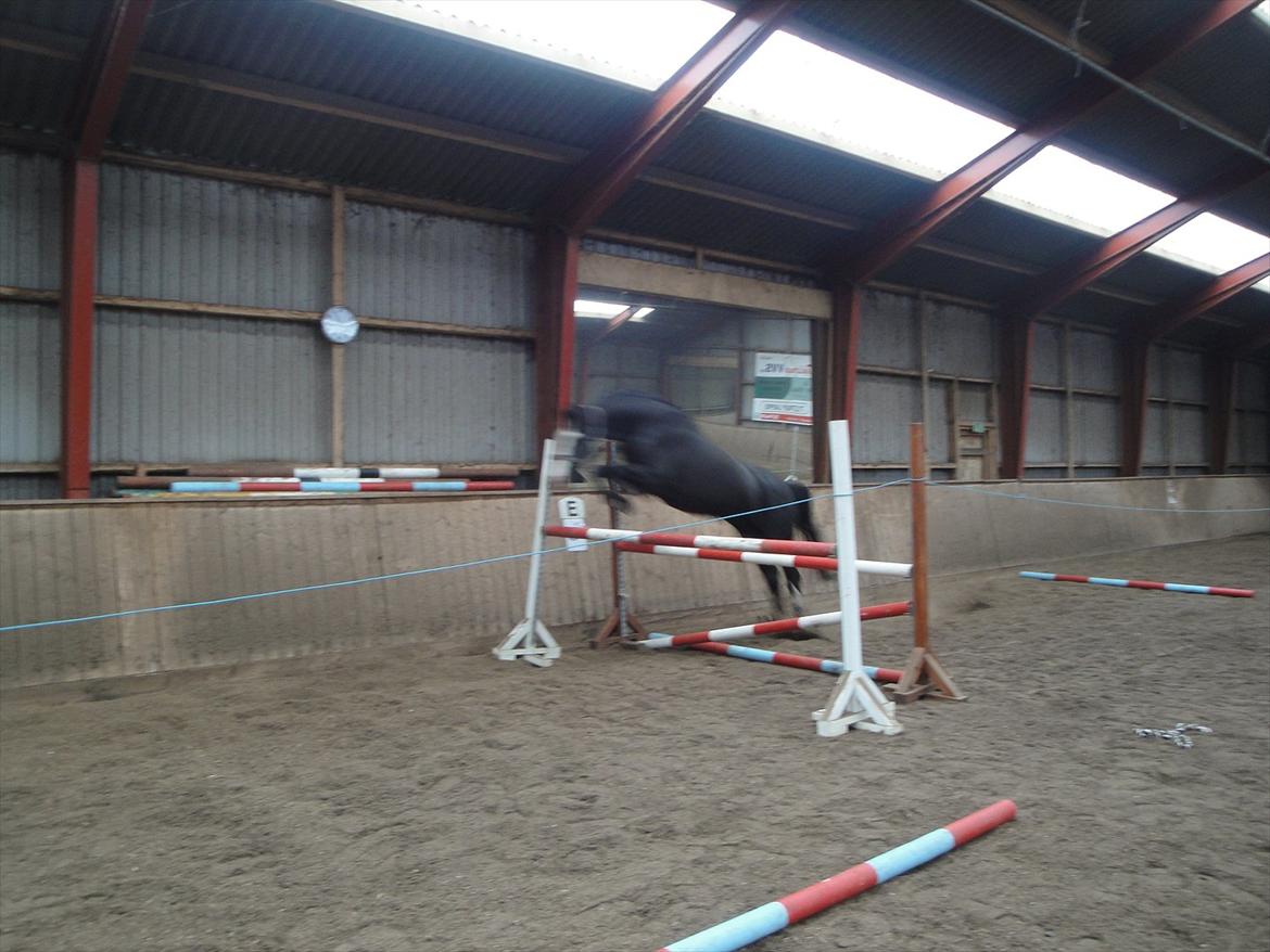 Dansk Varmblod Nelly Møllegård billede 13