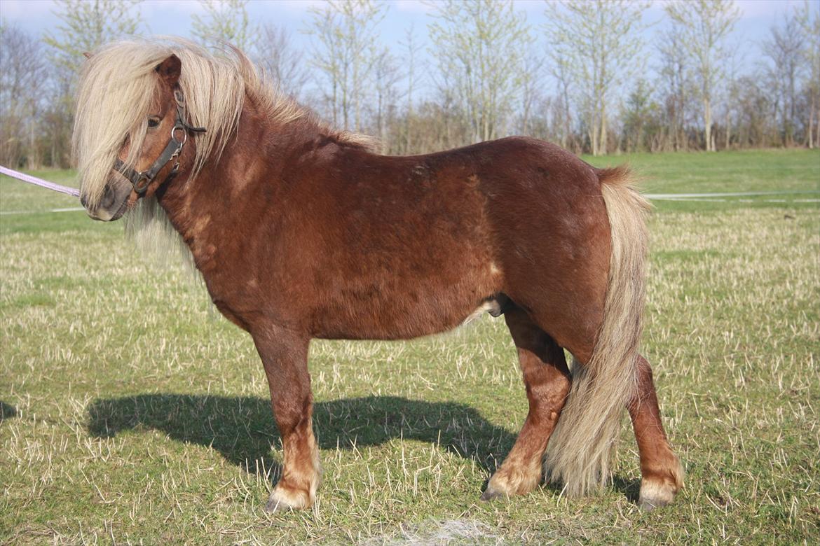 Shetlænder Vestbjergs Top - d. 24-04-2012 billede 19