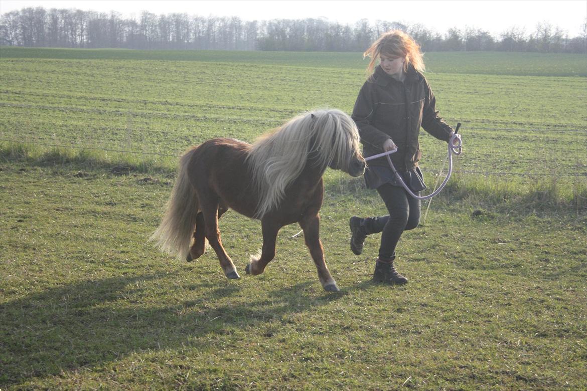 Shetlænder Vestbjergs Top - Top i lækker trav. 24-04-2012.
Foto: Christine billede 20