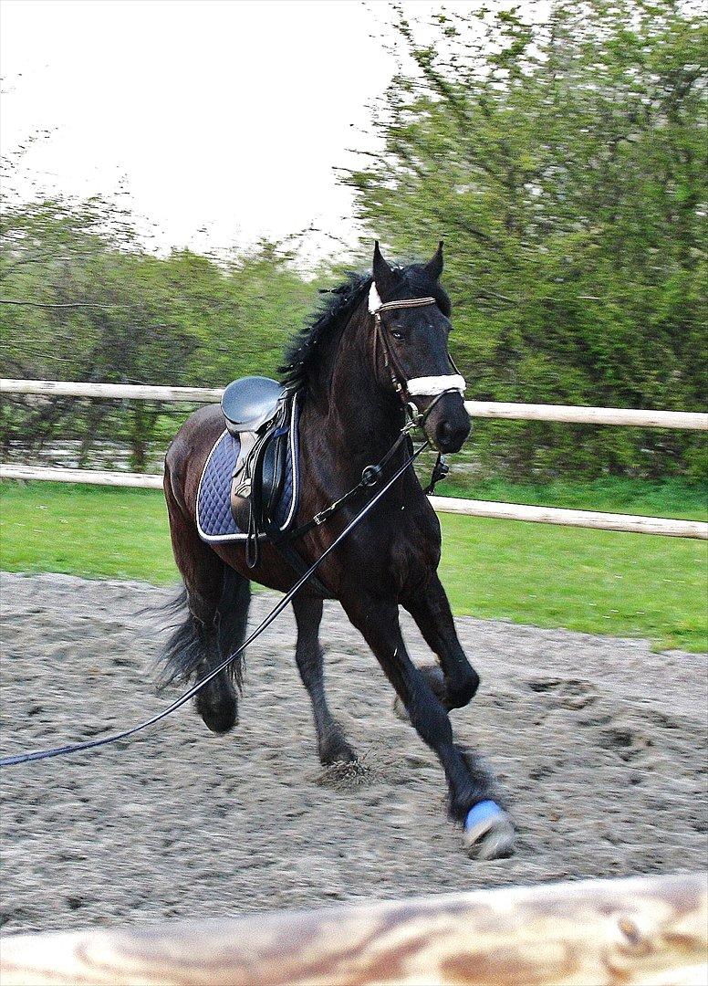 Frieser Luis - Foto: Mia Lilja Nielsen billede 6