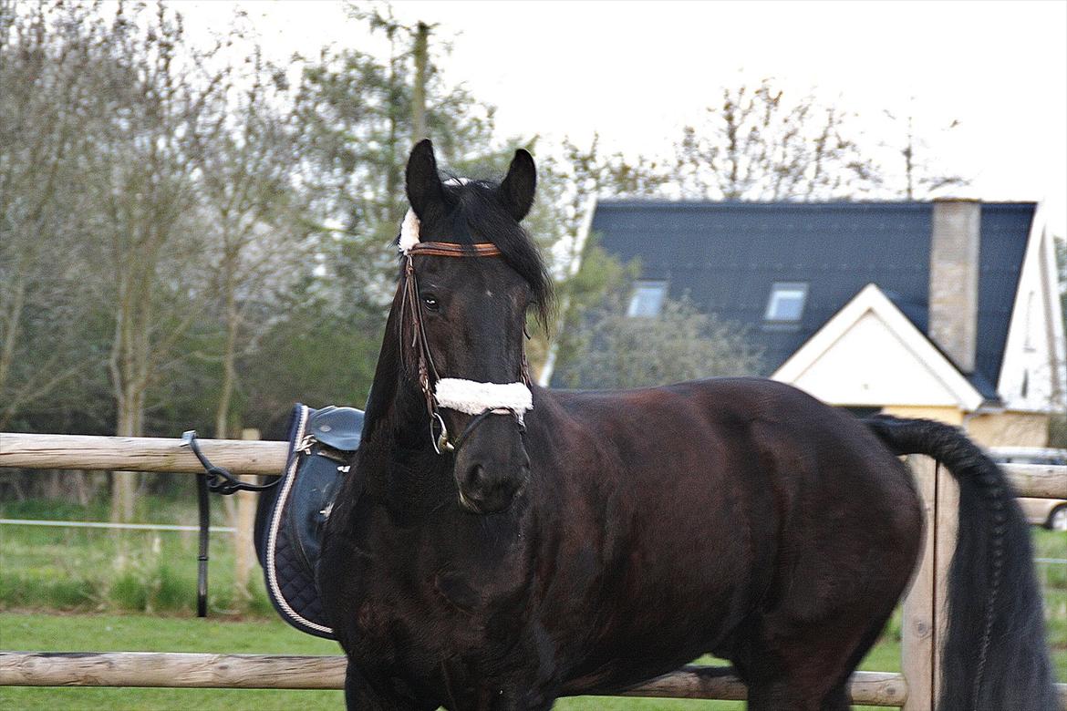 Frieser Luis - Foto: Louise Heilmann K Sørensen (mig) billede 12