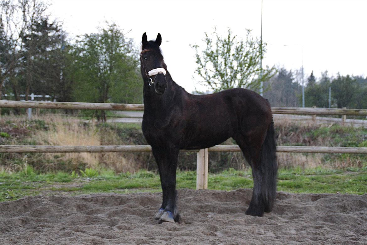 Frieser Luis - Foto: Louise Heilmann K Sørensen (mig) billede 19