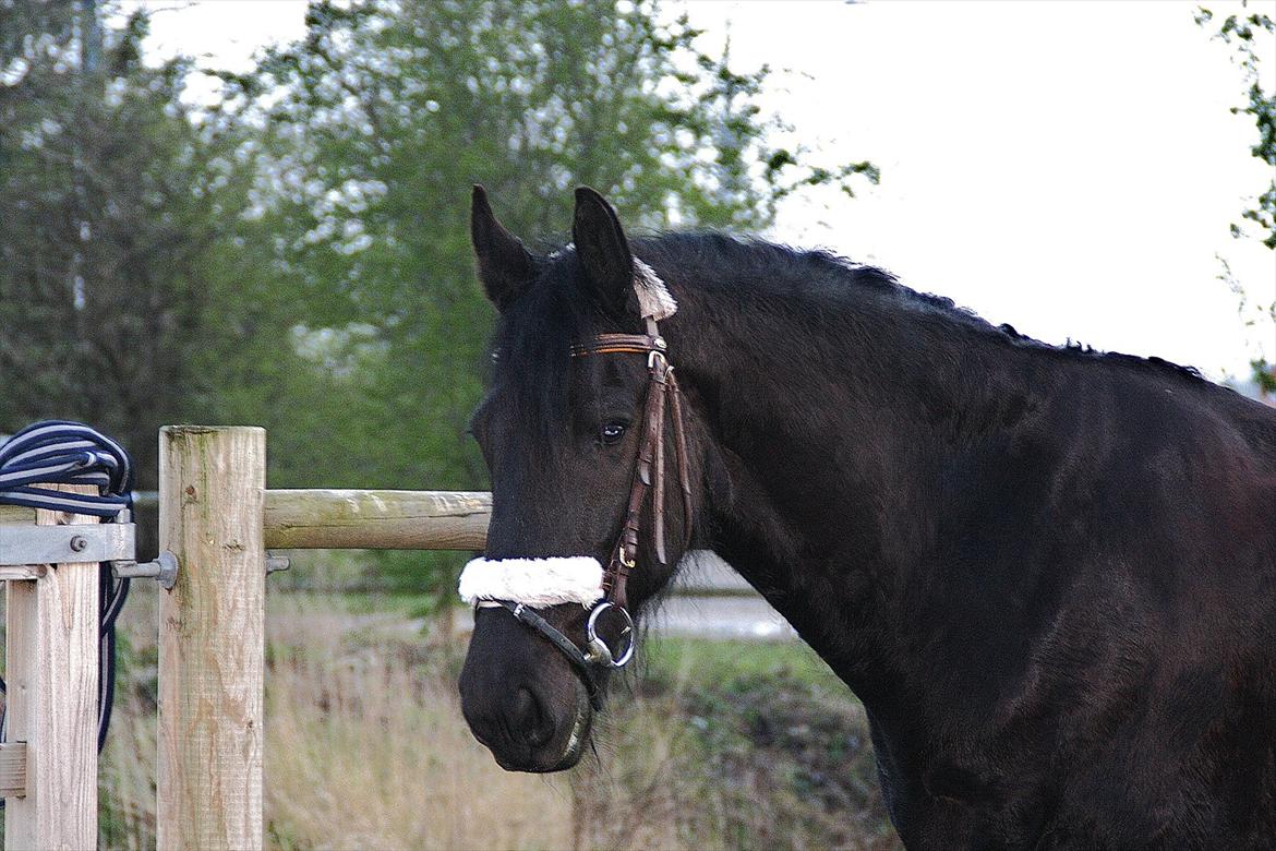 Frieser Luis - Foto: Louise Heilmann K Sørensen (mig) billede 9