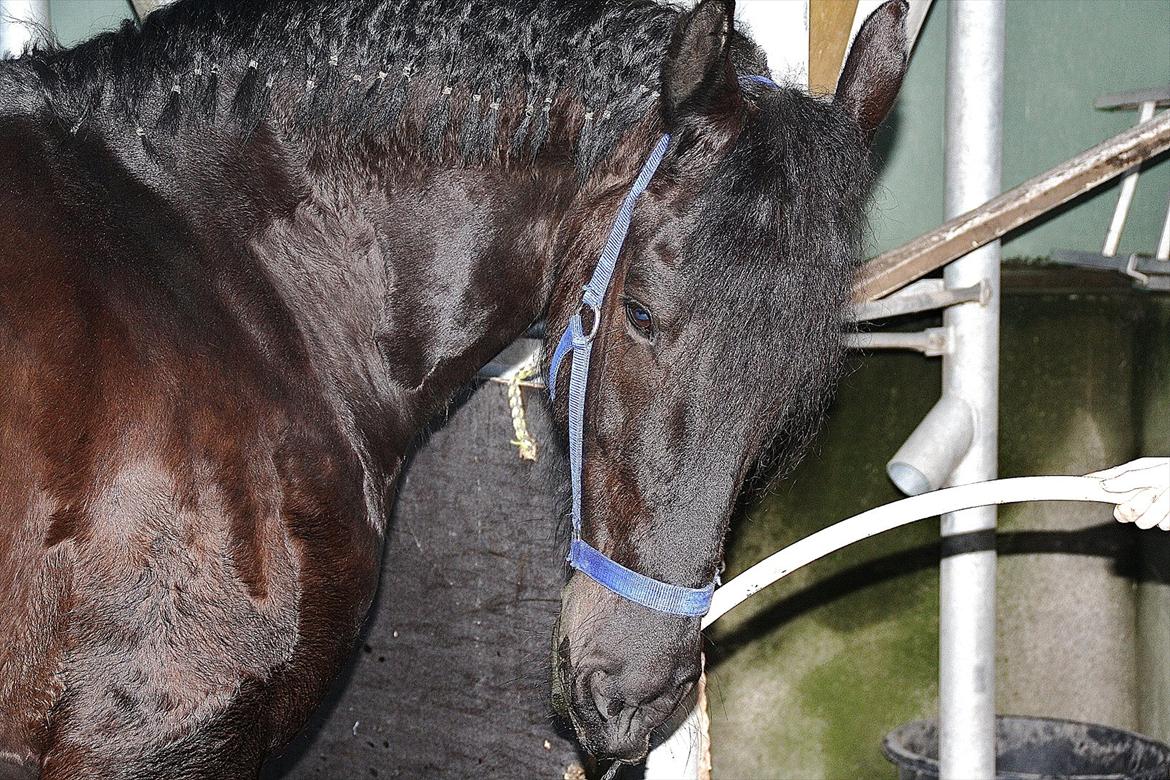 Frieser Luis - Foto: Mia Lilja Nielsen billede 7