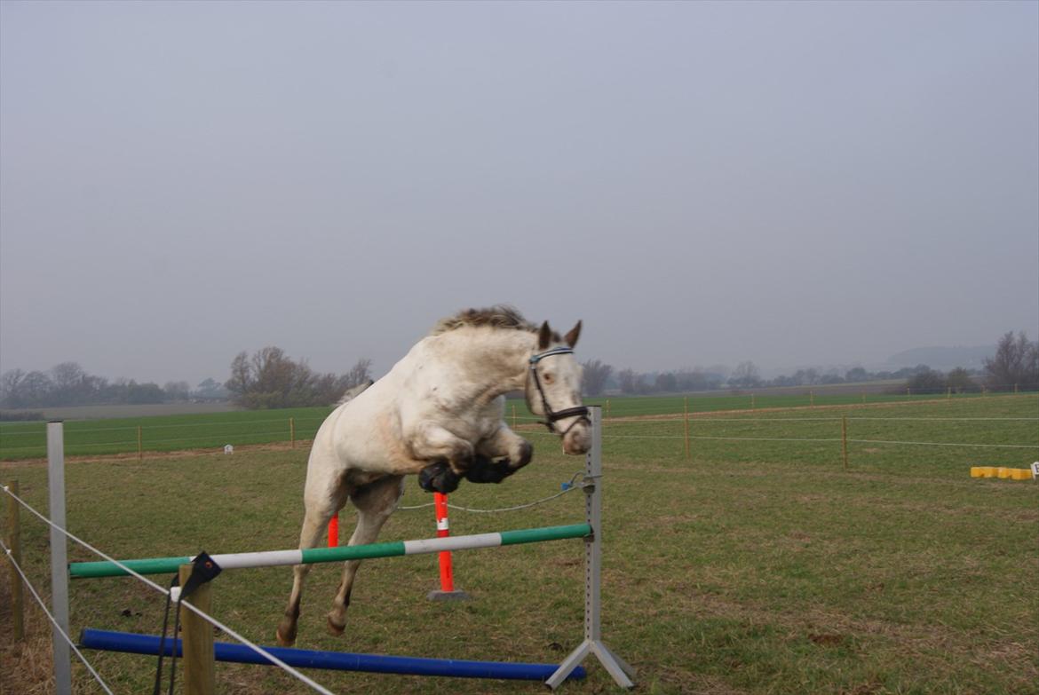 Knabstrupper Pinnochio - Løsspring 110cm, 2011 billede 3