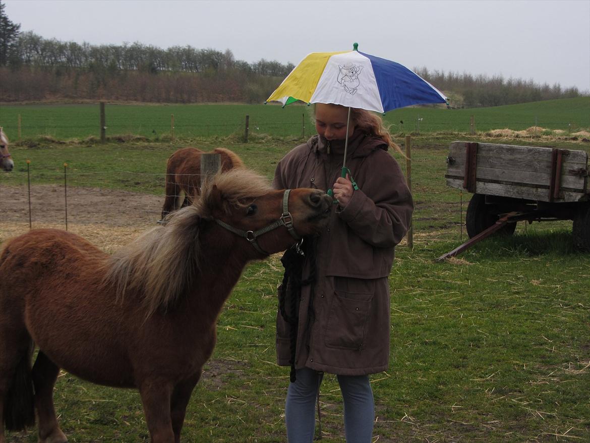 Shetlænder Tine!<3 (bamsen) - Du er den skønneste Tine der findes:-*<3<3 billede 12