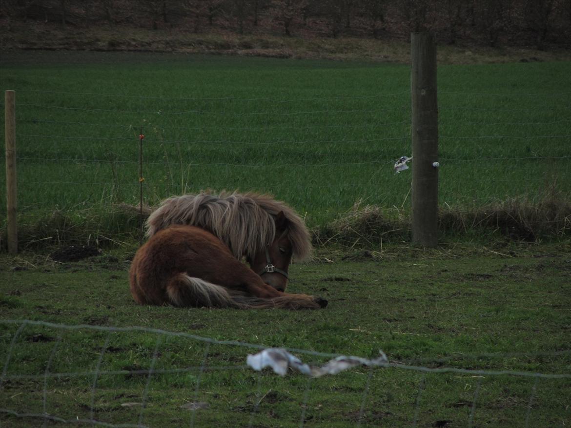 Shetlænder Tine!<3 (bamsen) - Fra Lækker Til Love!<3<3:-* billede 13
