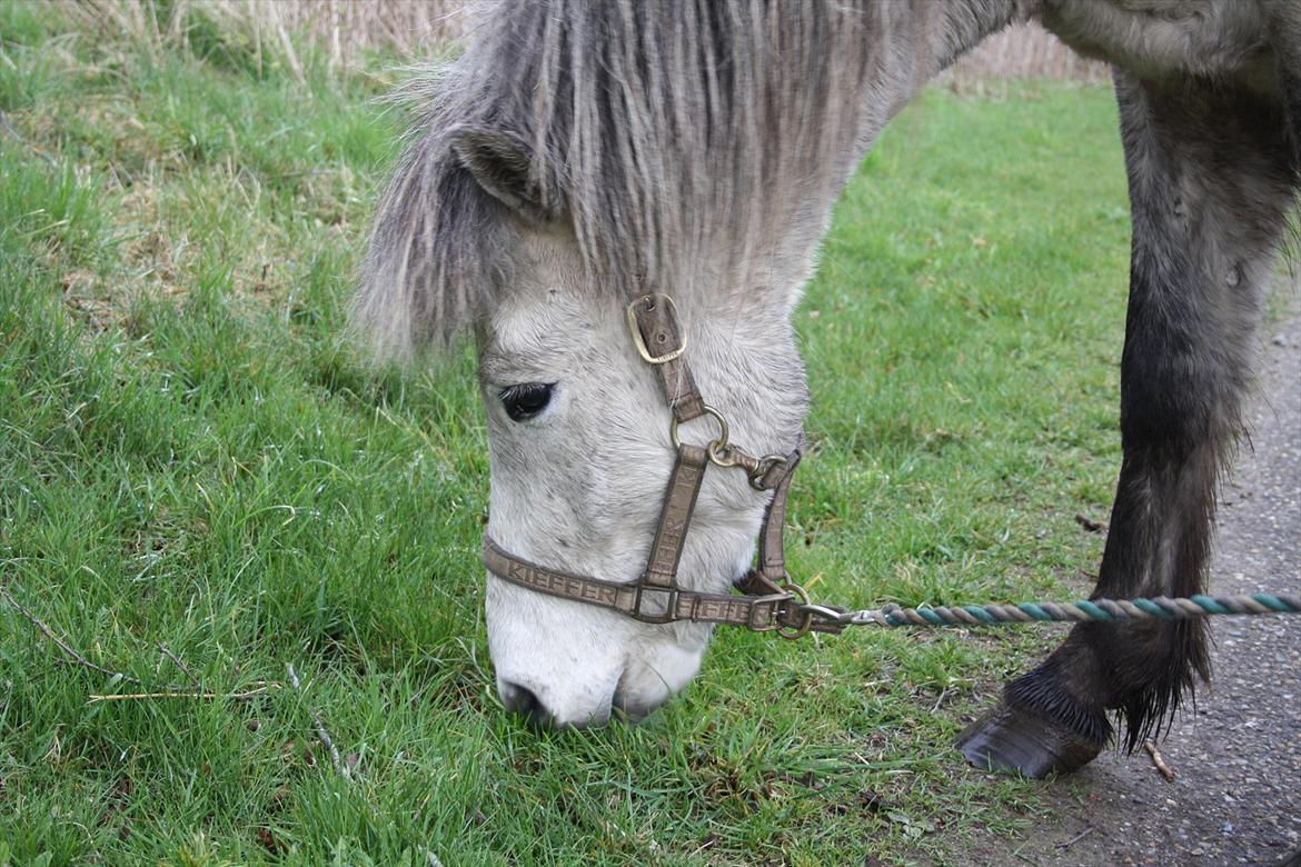 Islænder Fylkir fra Lille Hødal - Mad ;-) billede 1