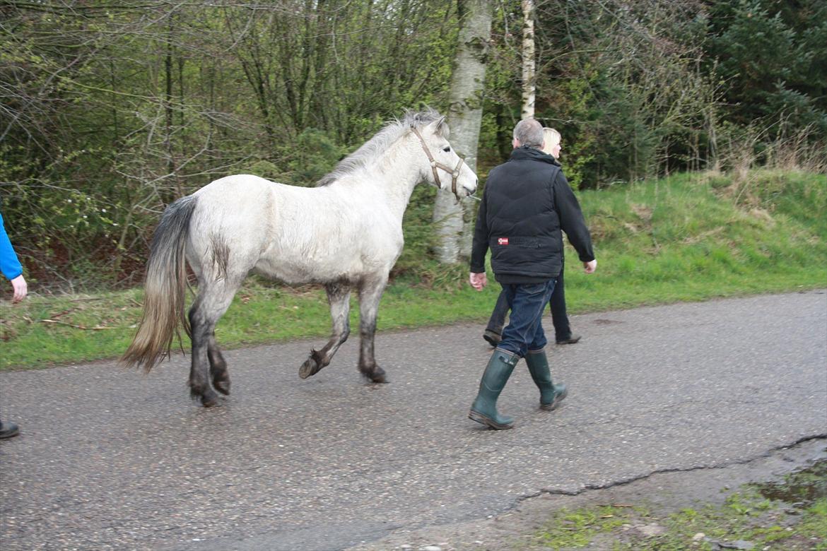 Islænder Fylkir fra Lille Hødal - Fylkir på vej til bøjeprøven.... billede 2