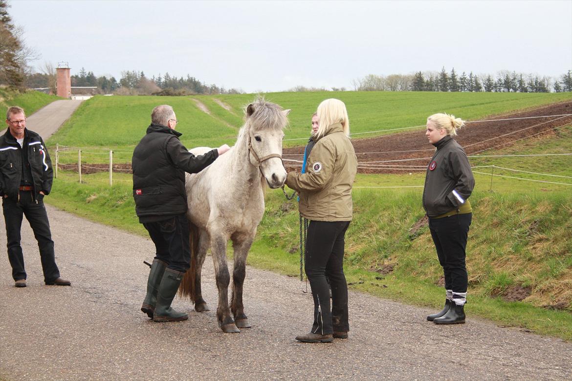 Islænder Fylkir fra Lille Hødal - Bøjeprøven.. pyh ha det er altid nervepirrende billede 3