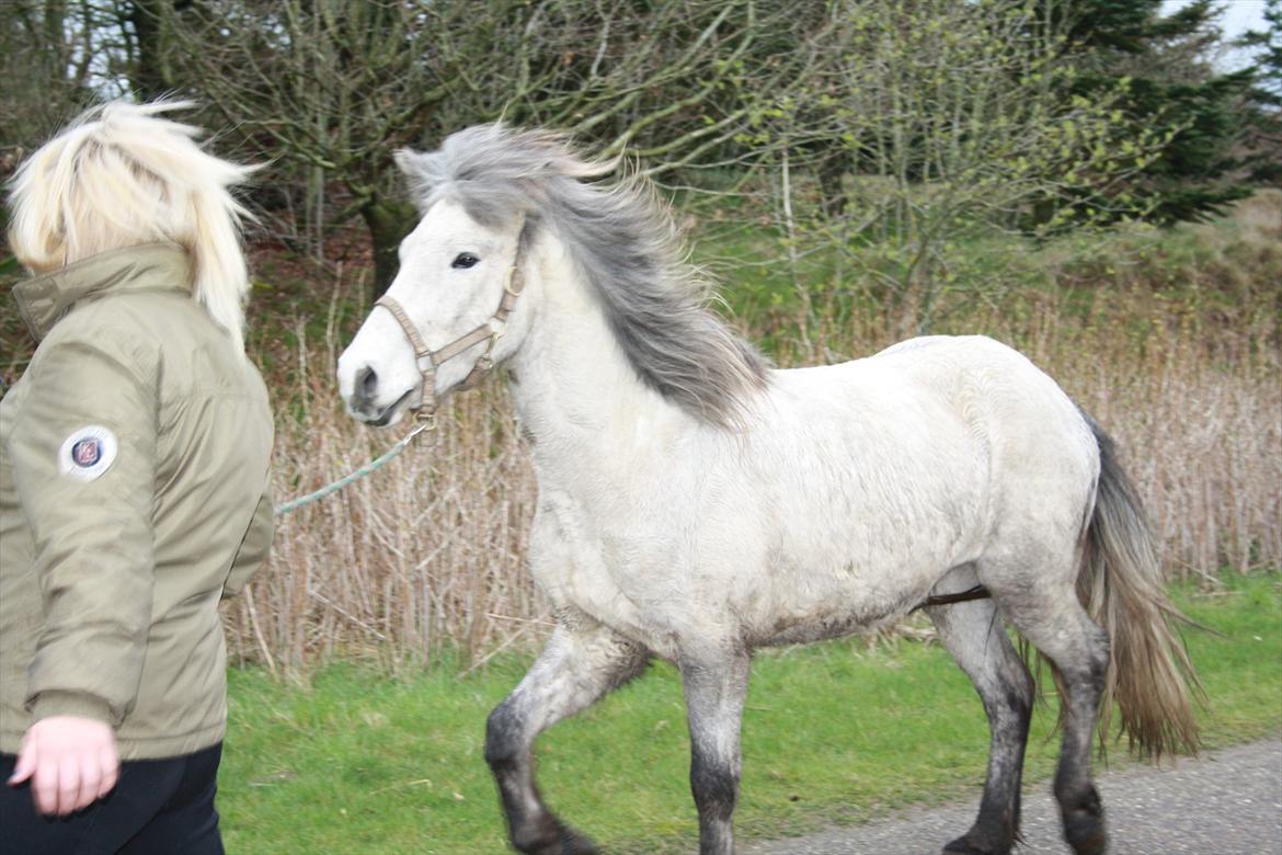 Islænder Fylkir fra Lille Hødal billede 4