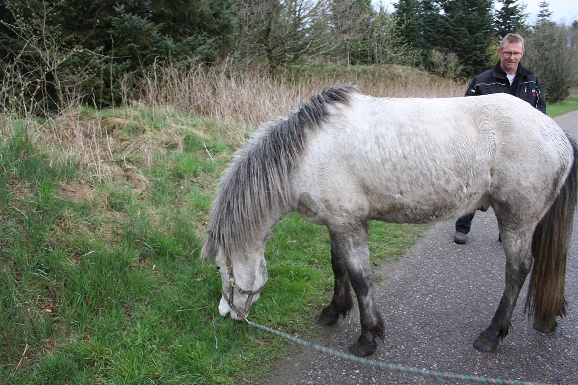 Islænder Fylkir fra Lille Hødal - Pause i handelsundersøgelsen... billede 5