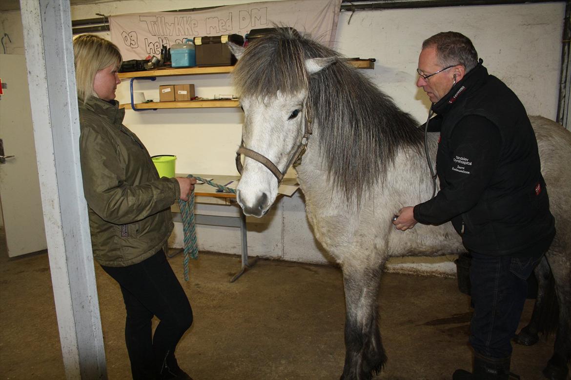 Islænder Fylkir fra Lille Hødal - Hvad er det lige den dyrlæge har gang i... ;-) billede 6