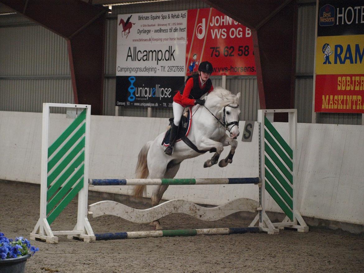 Anden særlig race Milky Way - C-stævne i Boller rideklub LB* ell. LB** :) billede 6