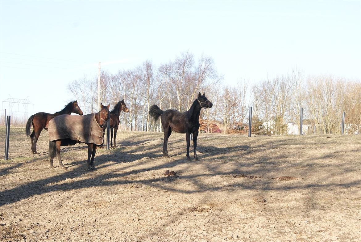 Dansk Varmblod Winther billede 17