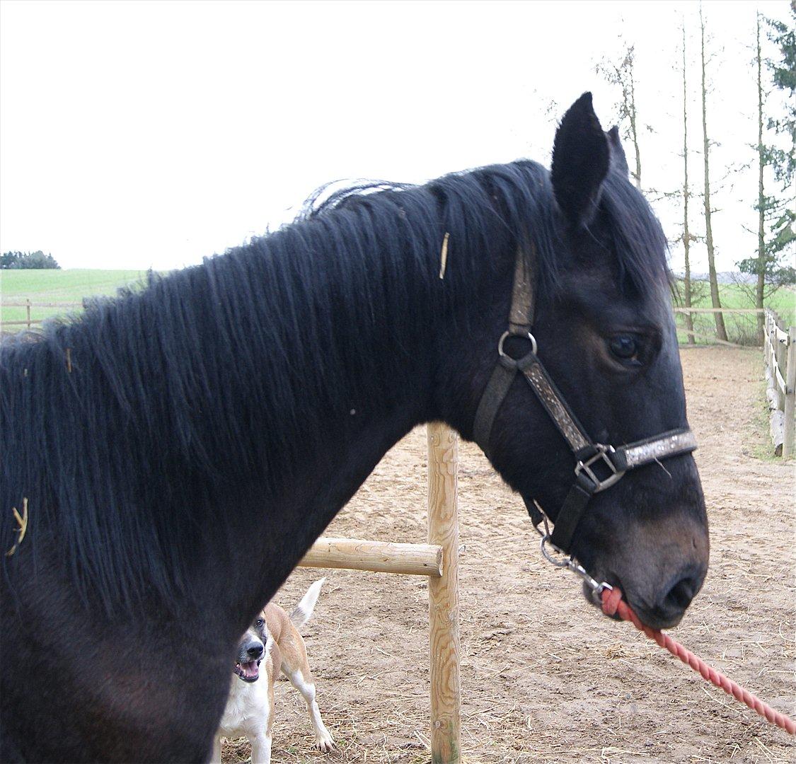 Dansk Varmblod Winther billede 18