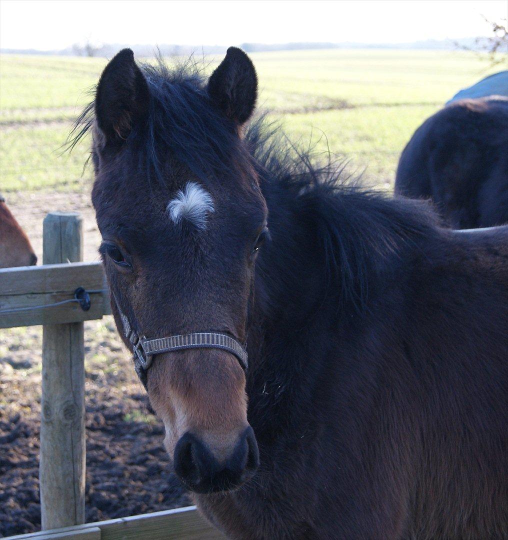 Anden særlig race Wasabi billede 1