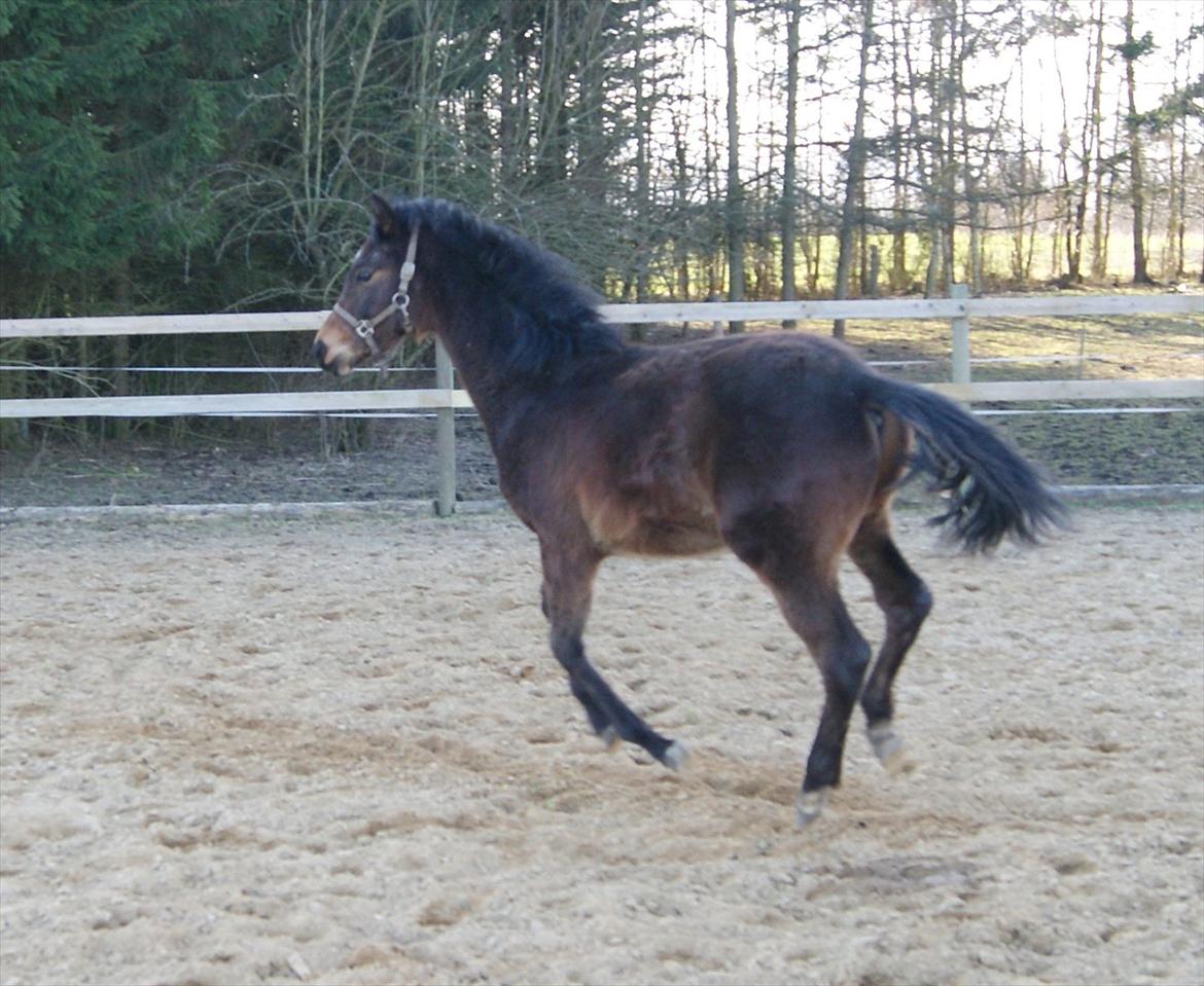 Anden særlig race Wasabi billede 2
