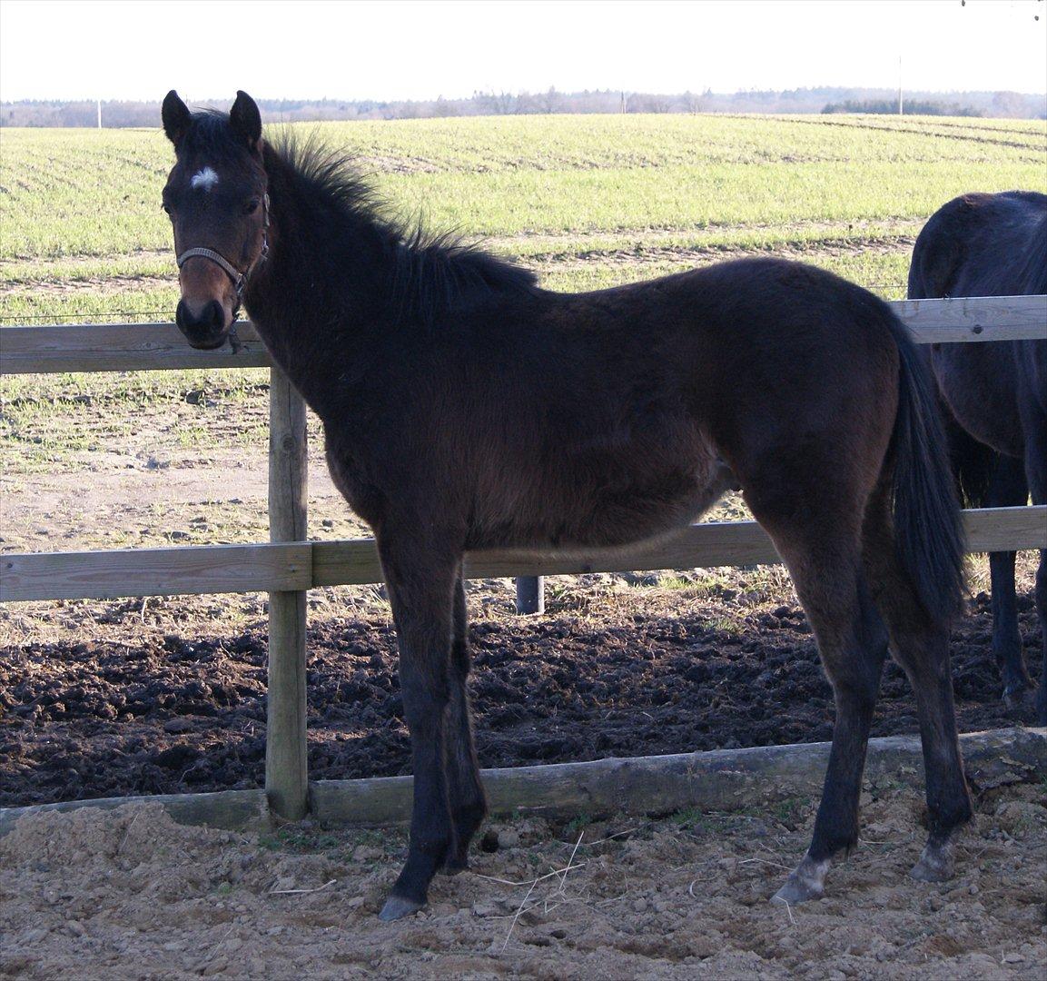 Anden særlig race Wasabi billede 3