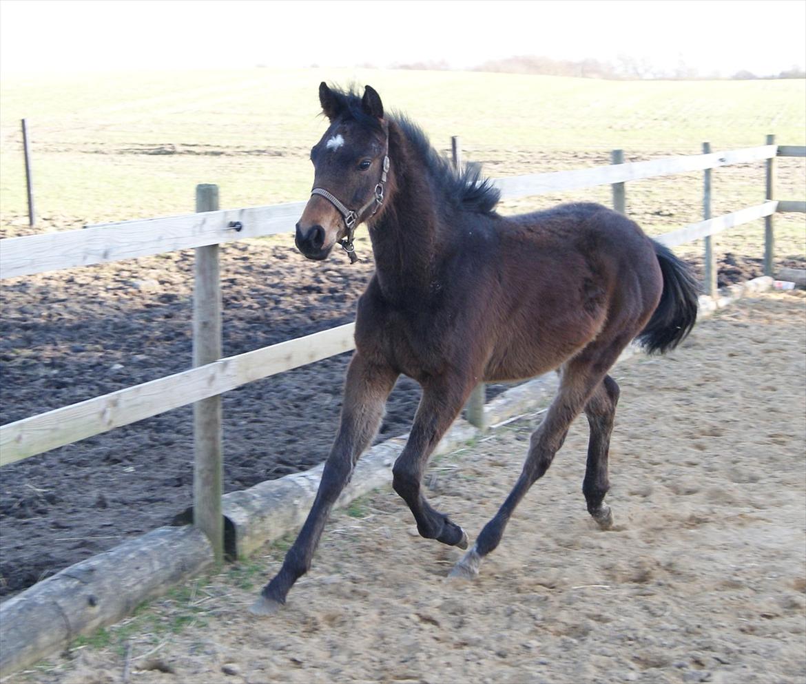 Anden særlig race Wasabi billede 4