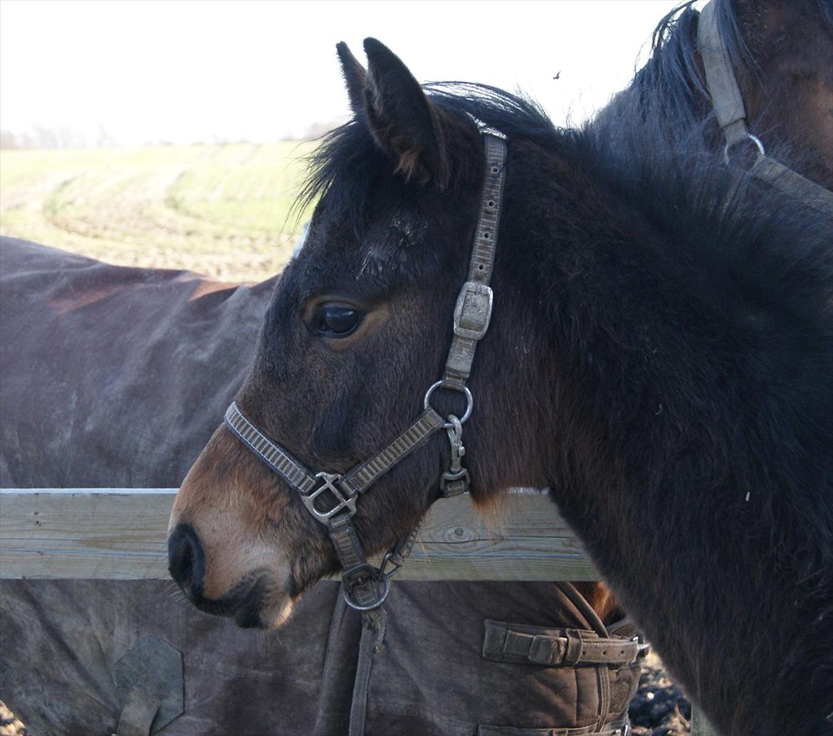 Anden særlig race Wasabi billede 5