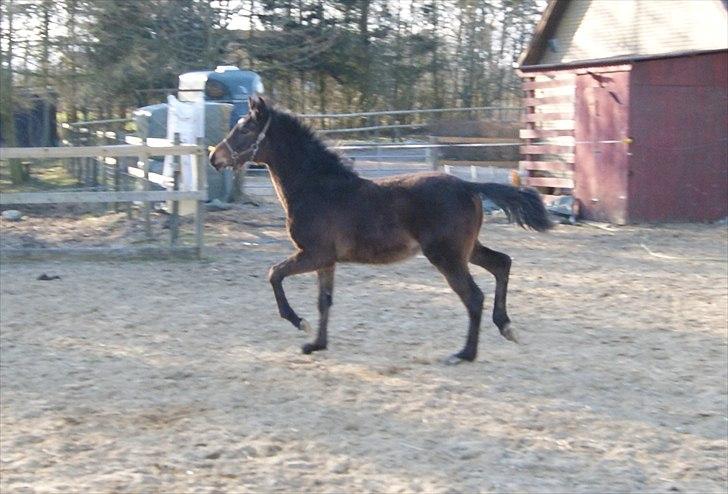 Anden særlig race Wasabi billede 6