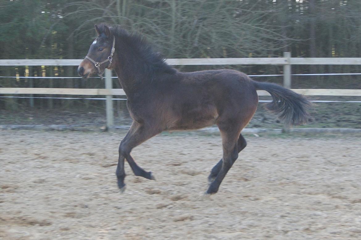 Anden særlig race Wasabi billede 7