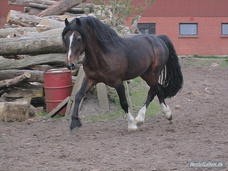 Welsh Cob (sec D) Glanvyrnwy Squire - april 12 billede 10