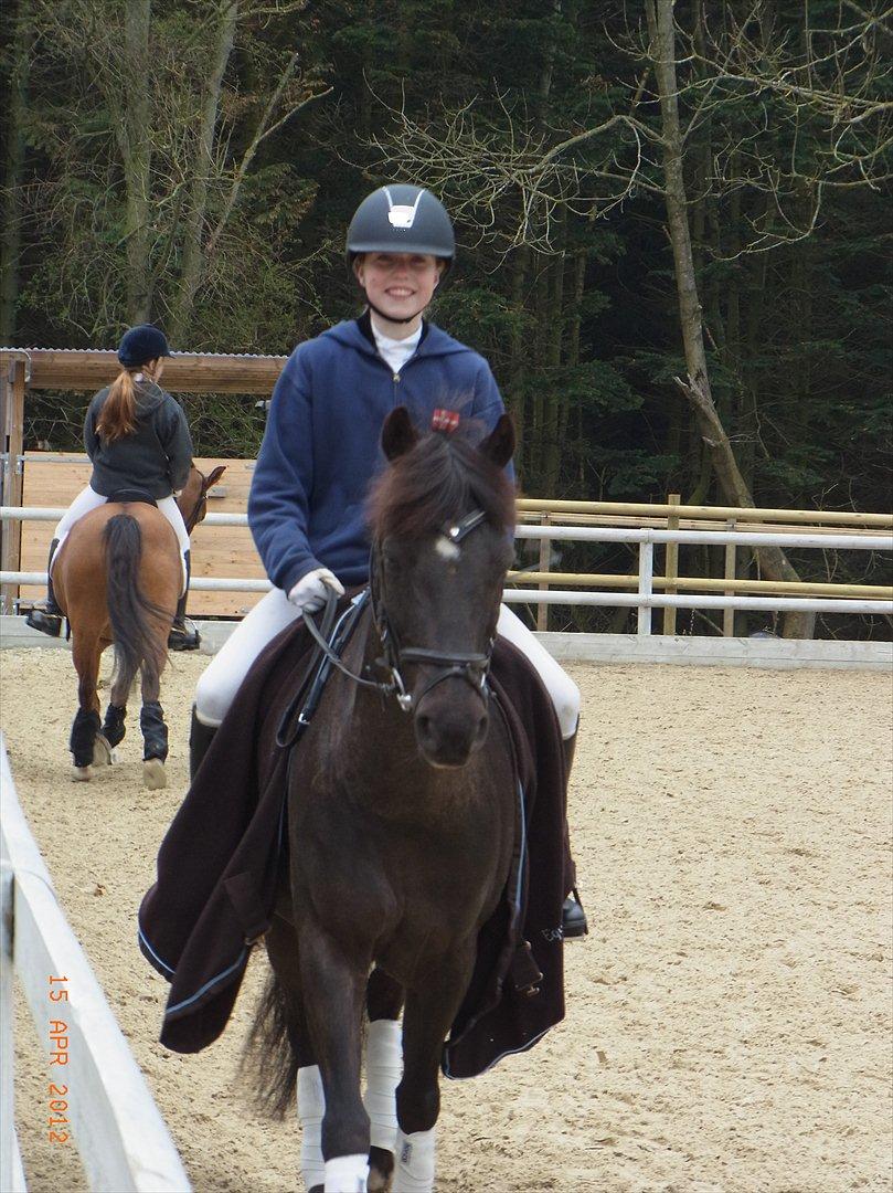 Welsh Cob (sec D) Lyngvejens figaro - HØRS apr. 2012 billede 18