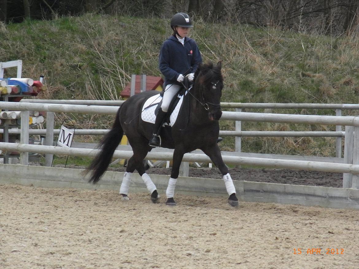 Welsh Cob (sec D) Lyngvejens figaro - HØRS LB og LA april 2012 billede 1