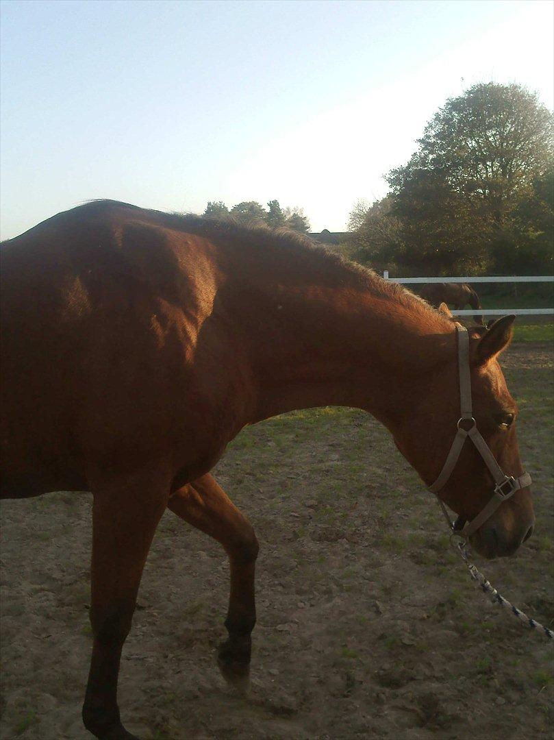 Anden særlig race kashmir billede 6