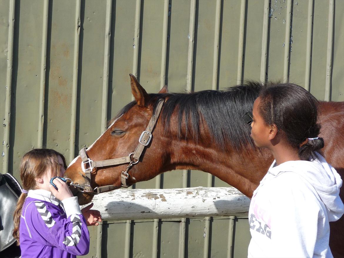 Anden særlig race kashmir billede 7