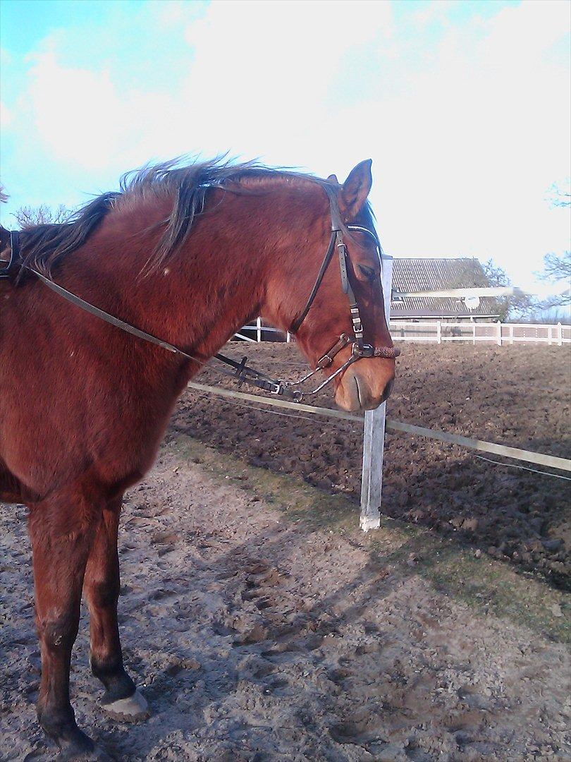 Anden særlig race kashmir billede 8