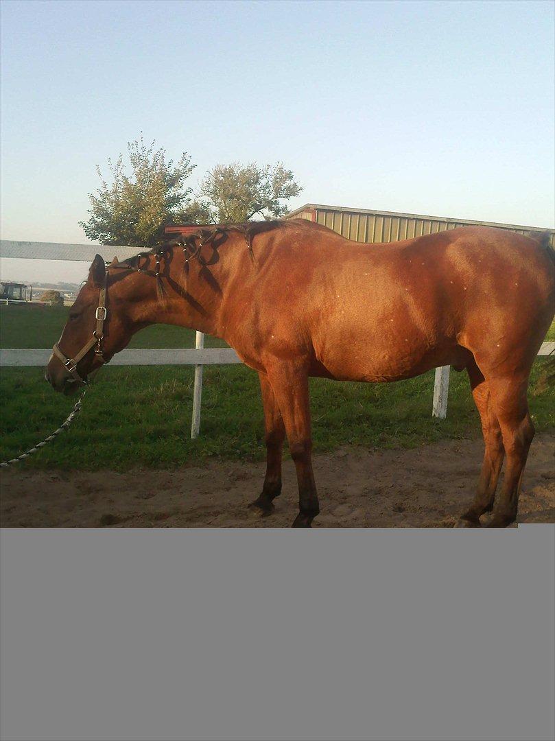 Anden særlig race kashmir billede 9