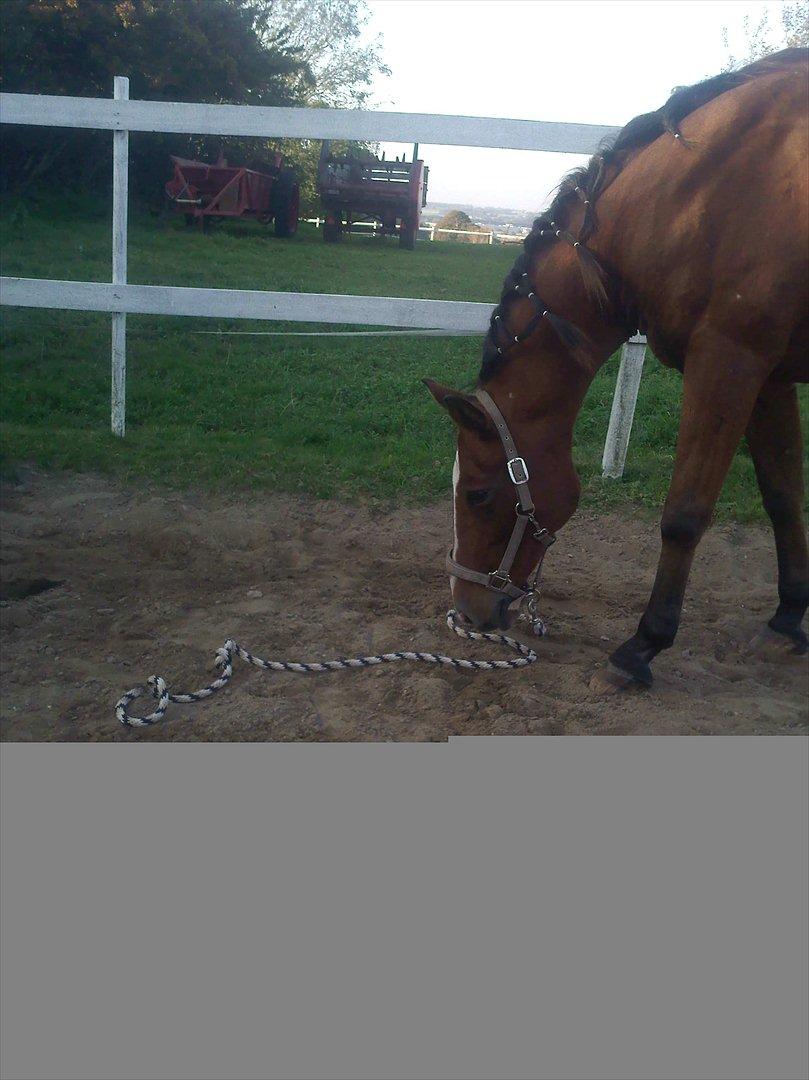 Anden særlig race kashmir billede 10