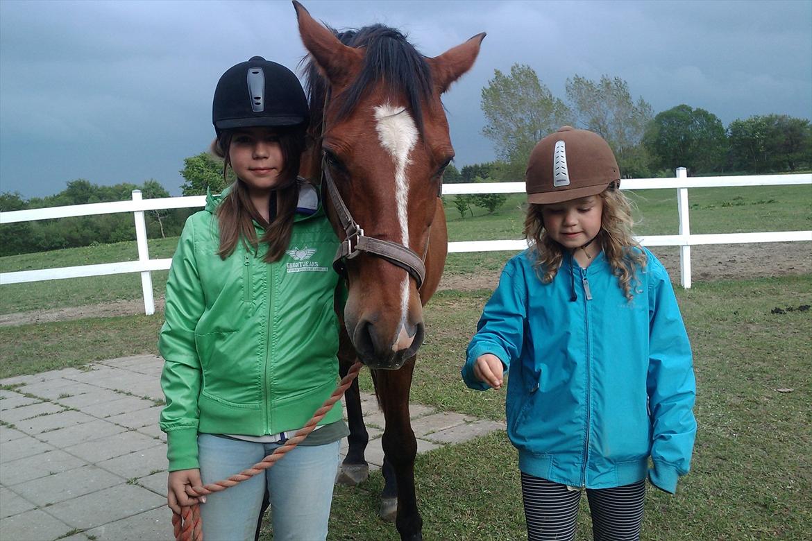 Anden særlig race kashmir billede 15