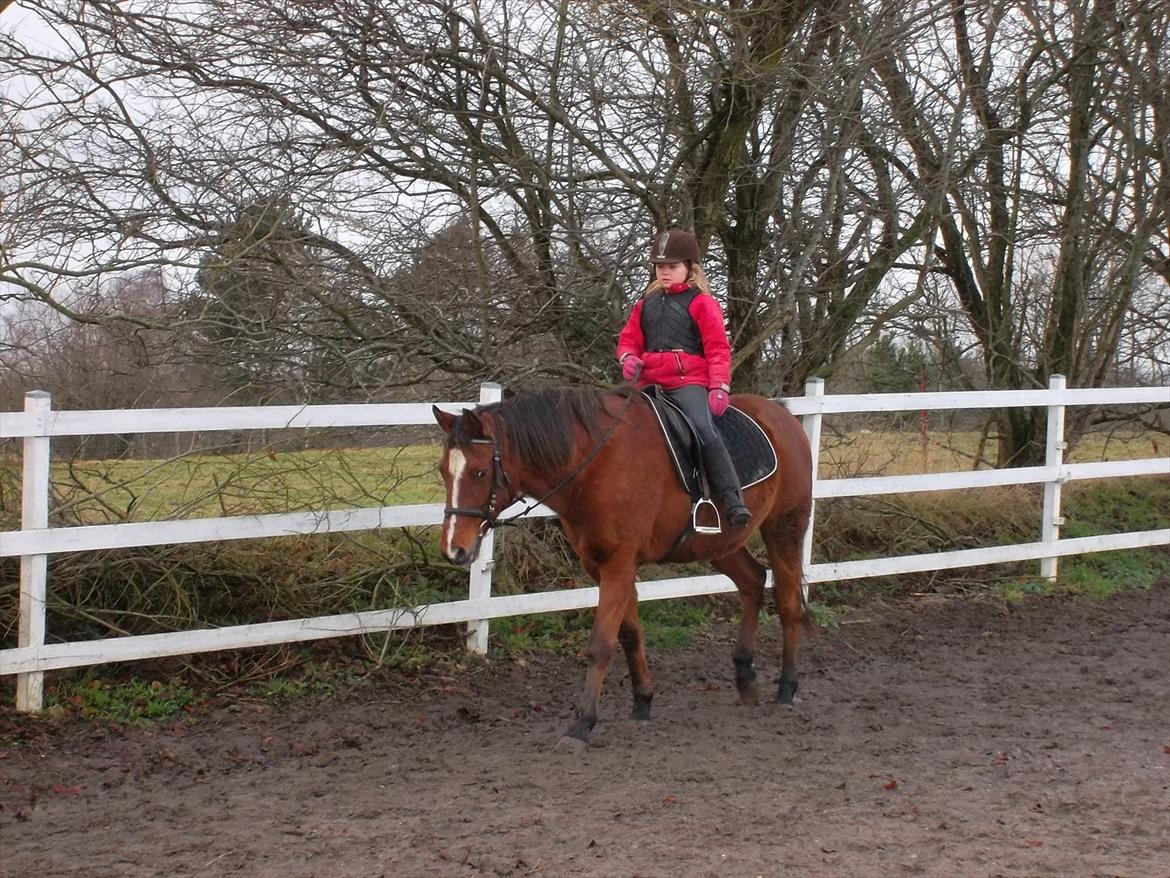 Anden særlig race kashmir billede 12