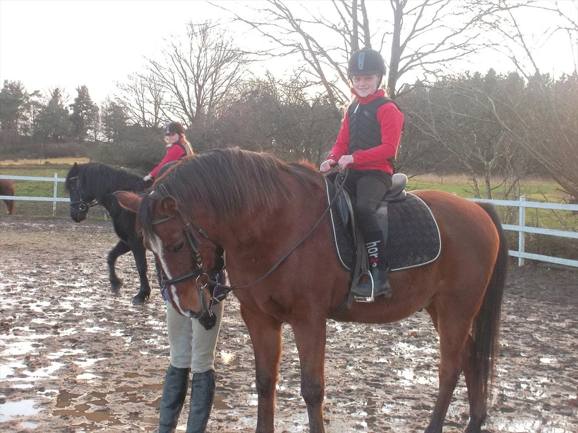 Anden særlig race kashmir billede 13