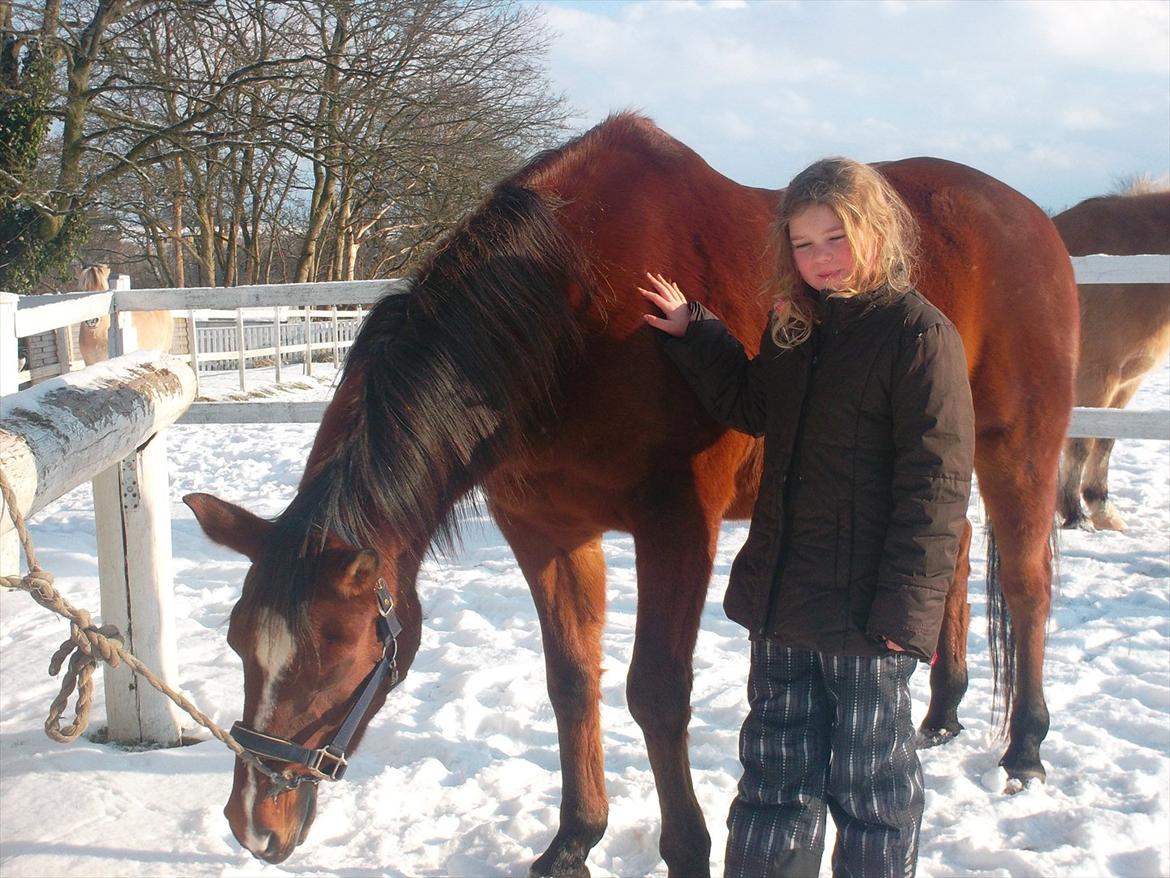 Anden særlig race kashmir billede 14