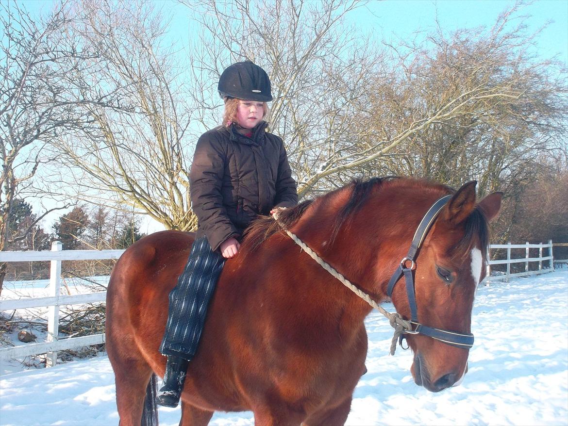 Anden særlig race kashmir billede 11