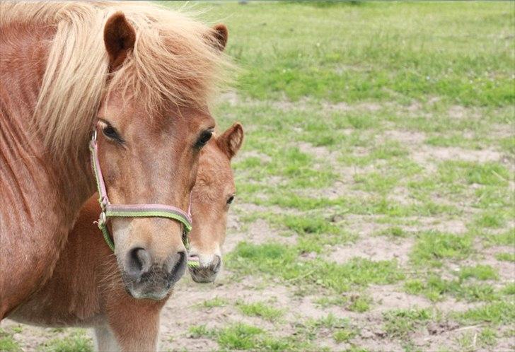 Shetlænder Lulu Bomlund Solgt billede 3