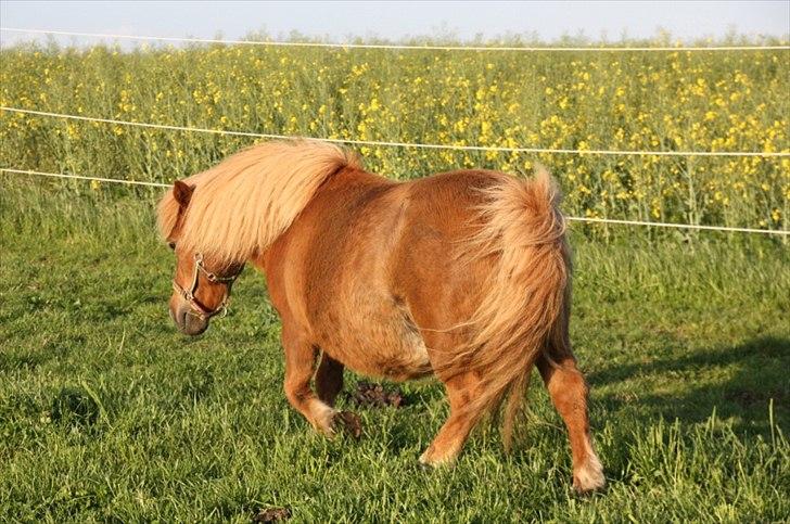 Shetlænder Lulu Bomlund Solgt billede 4