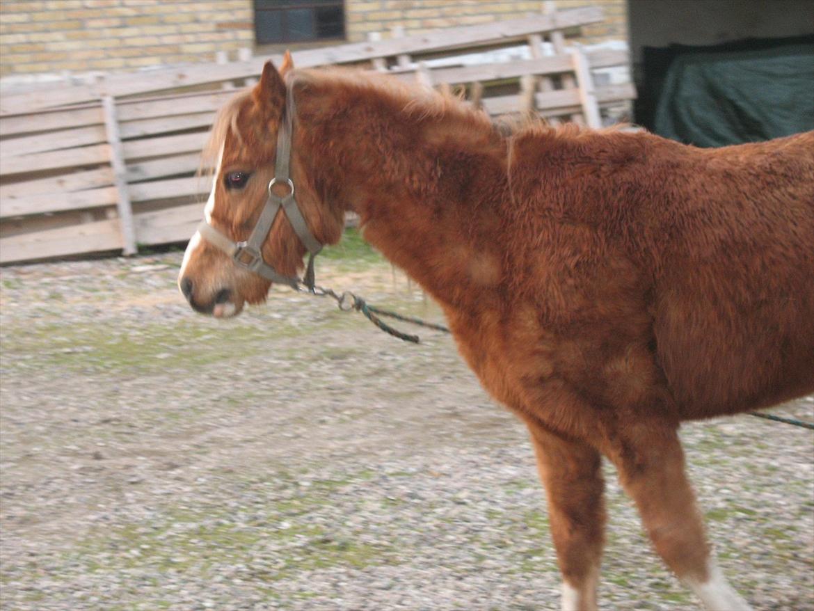 Welsh Mountain (sec A) Baloo billede 8