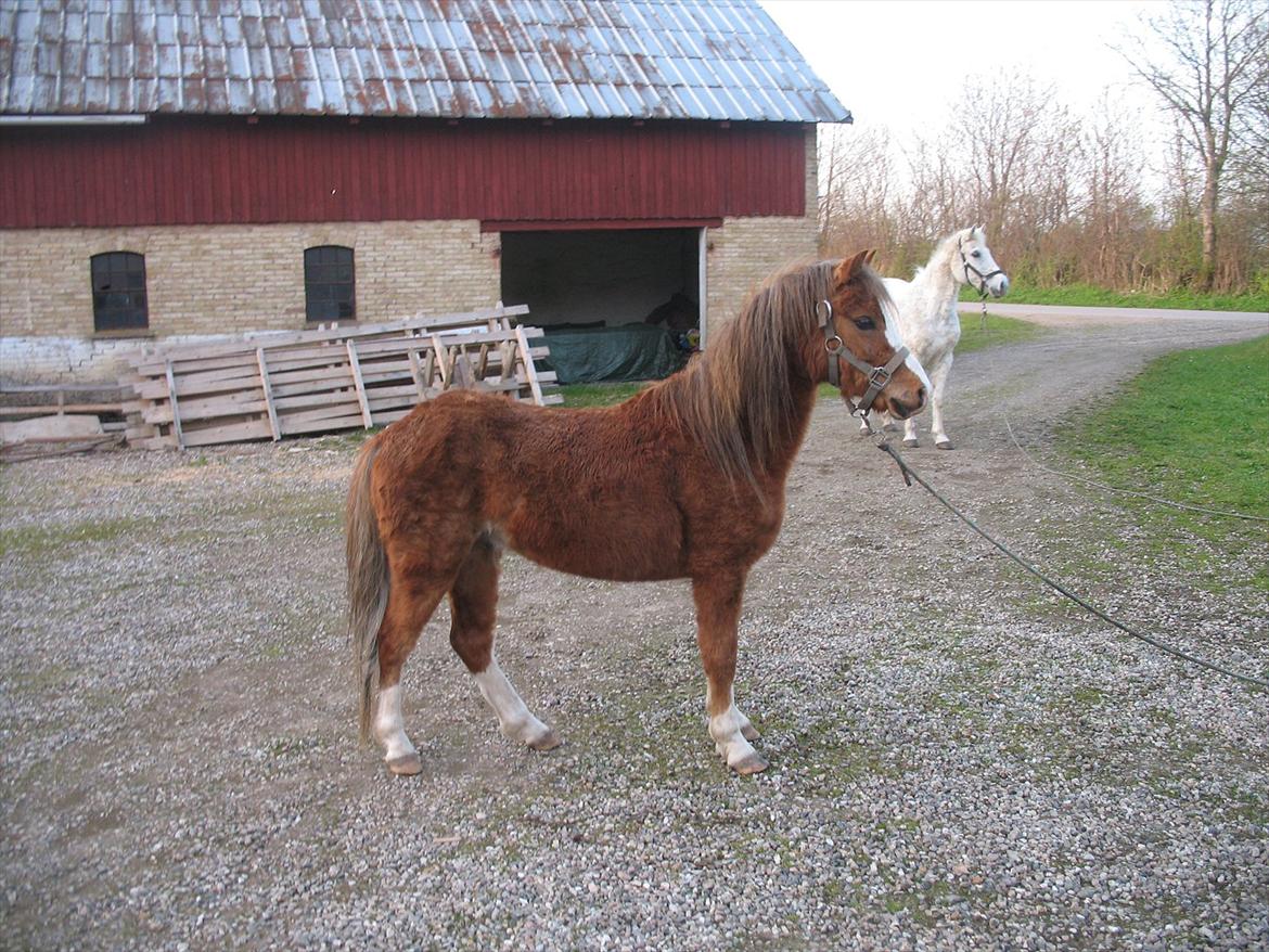 Welsh Mountain (sec A) Baloo - Så flot!!:-* billede 9