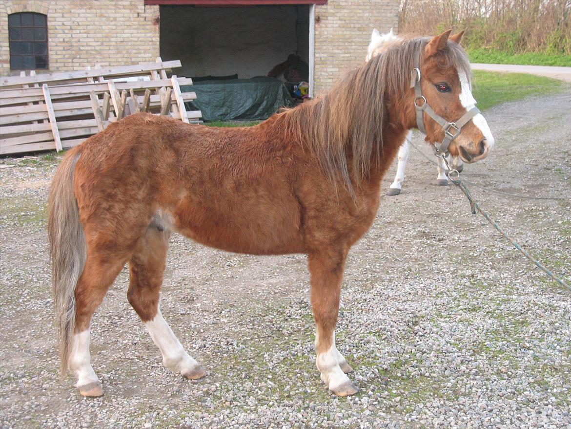 Welsh Mountain (sec A) Baloo billede 10