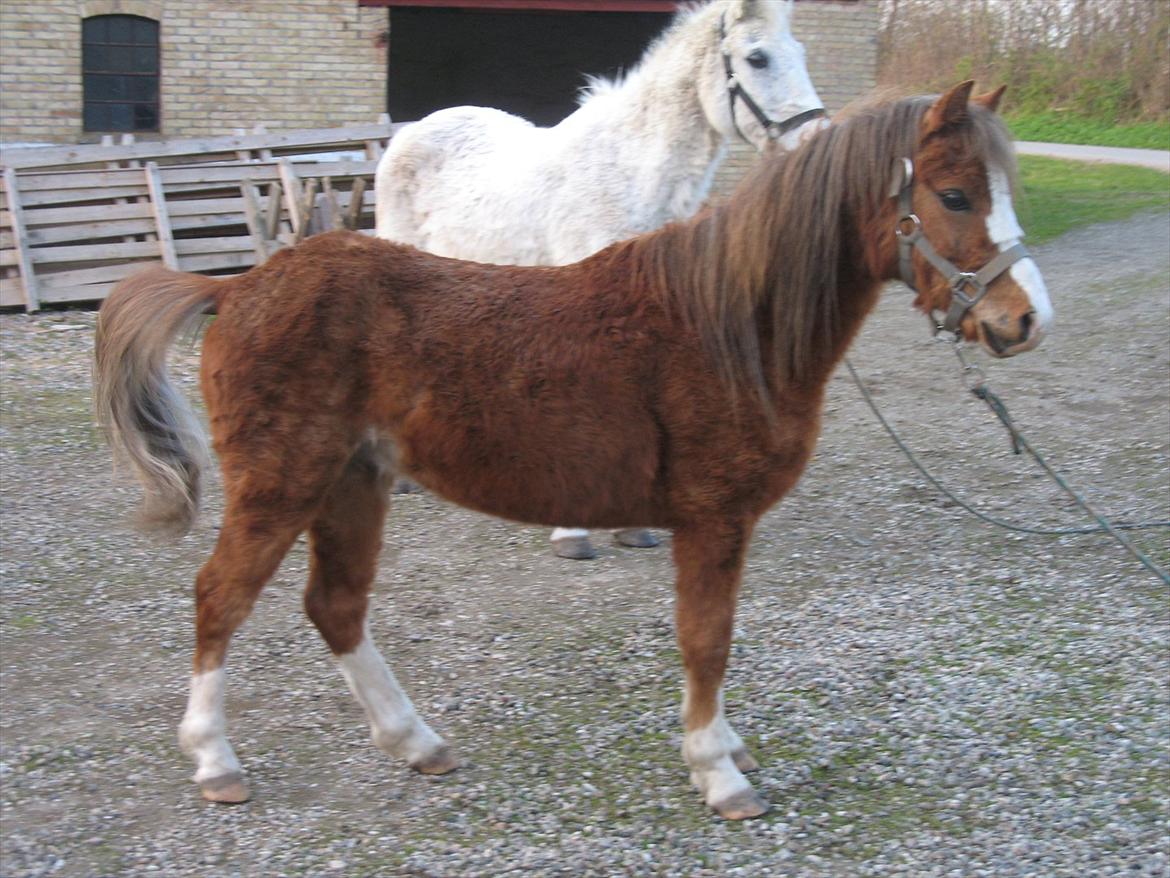 Welsh Mountain (sec A) Baloo billede 11