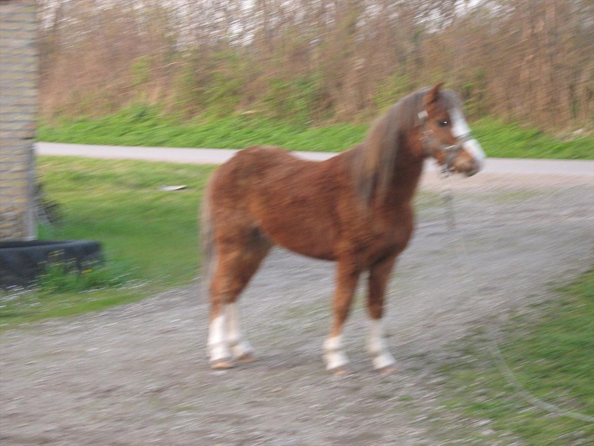 Welsh Mountain (sec A) Baloo billede 12