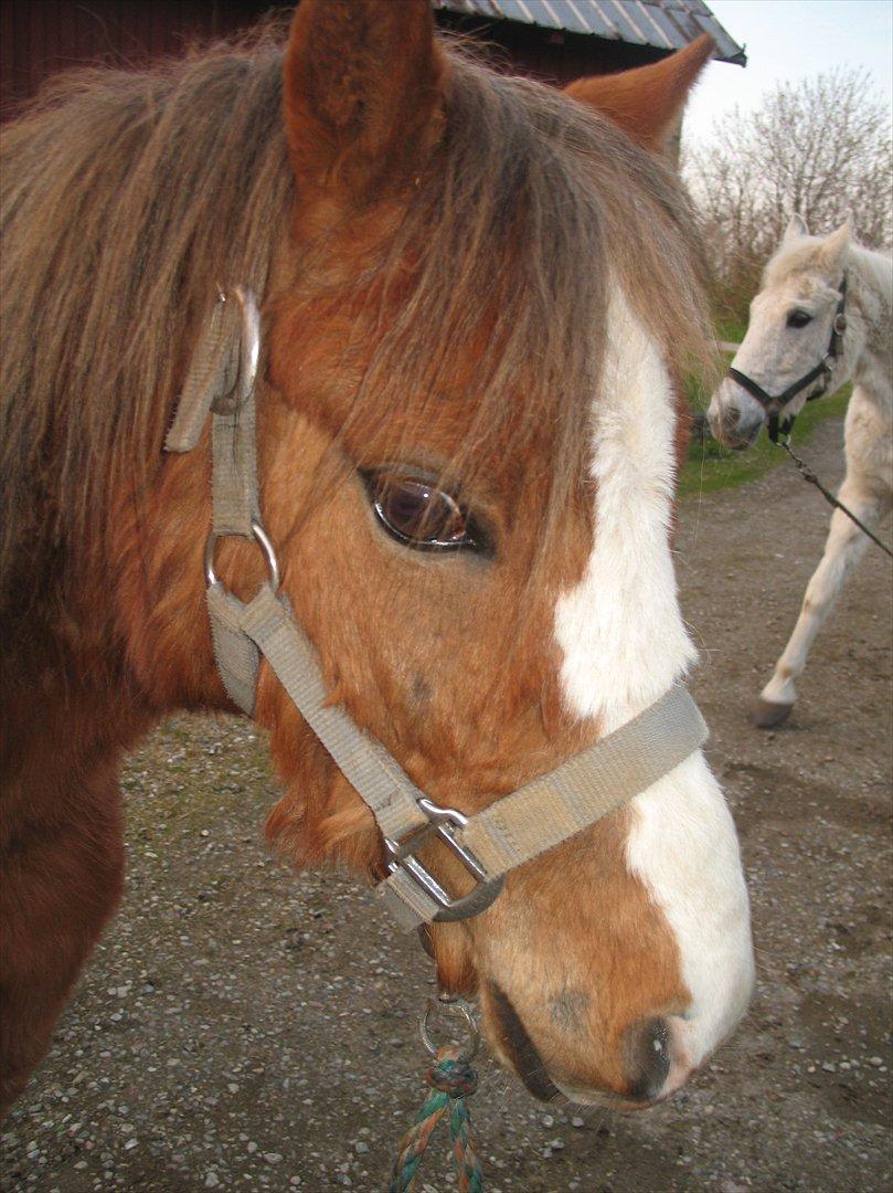 Welsh Mountain (sec A) Baloo billede 13