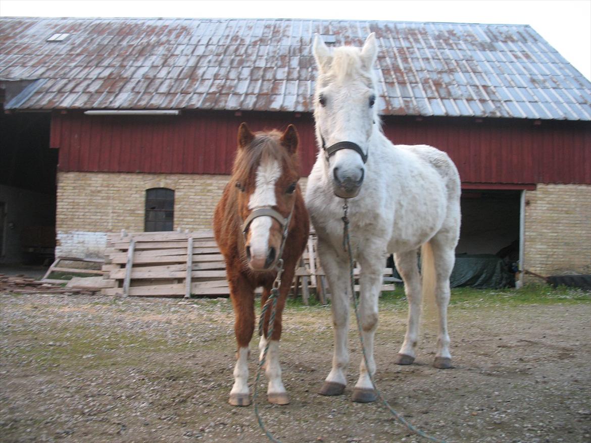 Welsh Mountain (sec A) Baloo billede 14